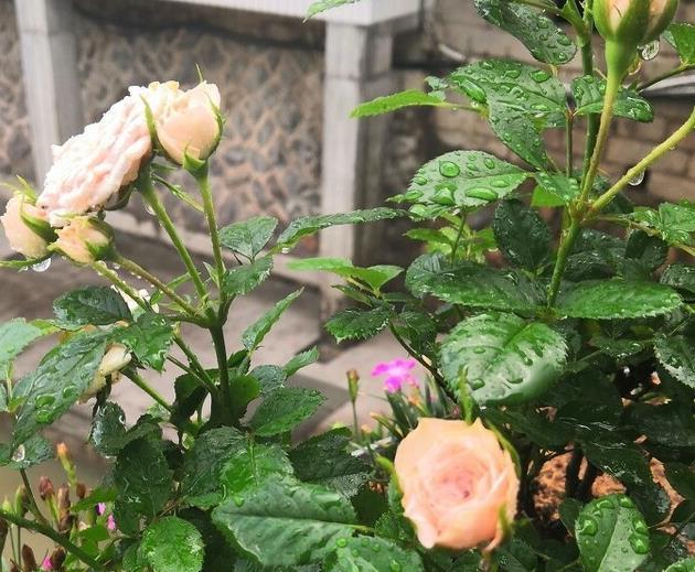 黄豆|三种低成本，不费事，不费时的花肥，轻松养好花