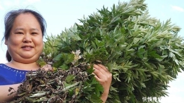 湿气|艾叶煮水太厉害了,每天喝一杯,男女都离不开,现在清楚也不迟