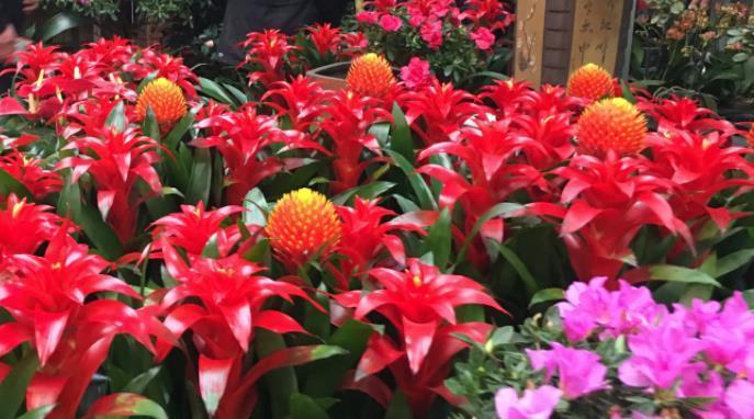 花色艳、花量大的4种花,花姿妖娆,四季繁花似锦,姿色艳丽