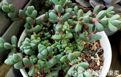 病虫害|公认省心的多肉植物,不生病虫害,好养开花美,适合新手!