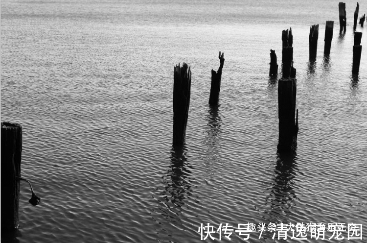 钓点|教你做一个“永久鱼窝”,只要别人不知道,连竿上鱼的永远是你