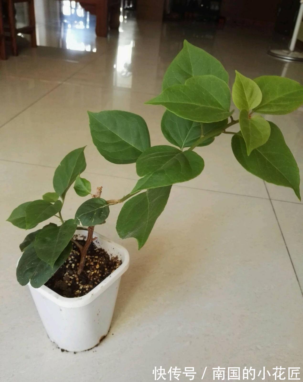 枝条|秋天凉，养三角梅把握住这4点，花叶健康，长势越来越好