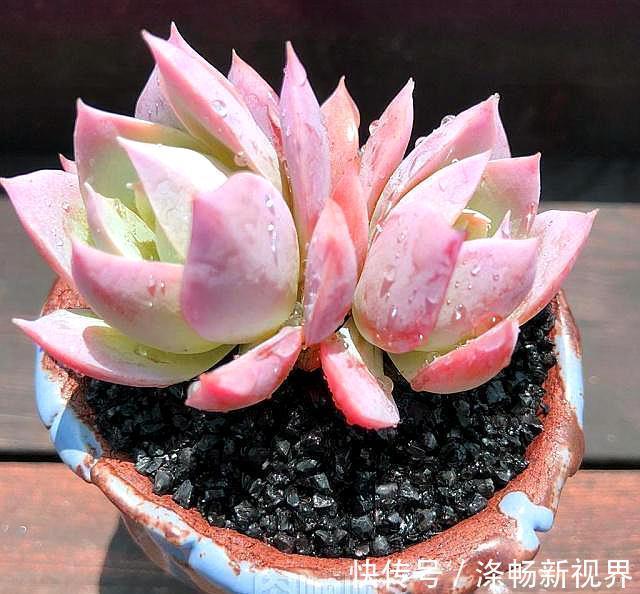 缺水|怎么判断多肉需要浇水3个经验,又快又准!