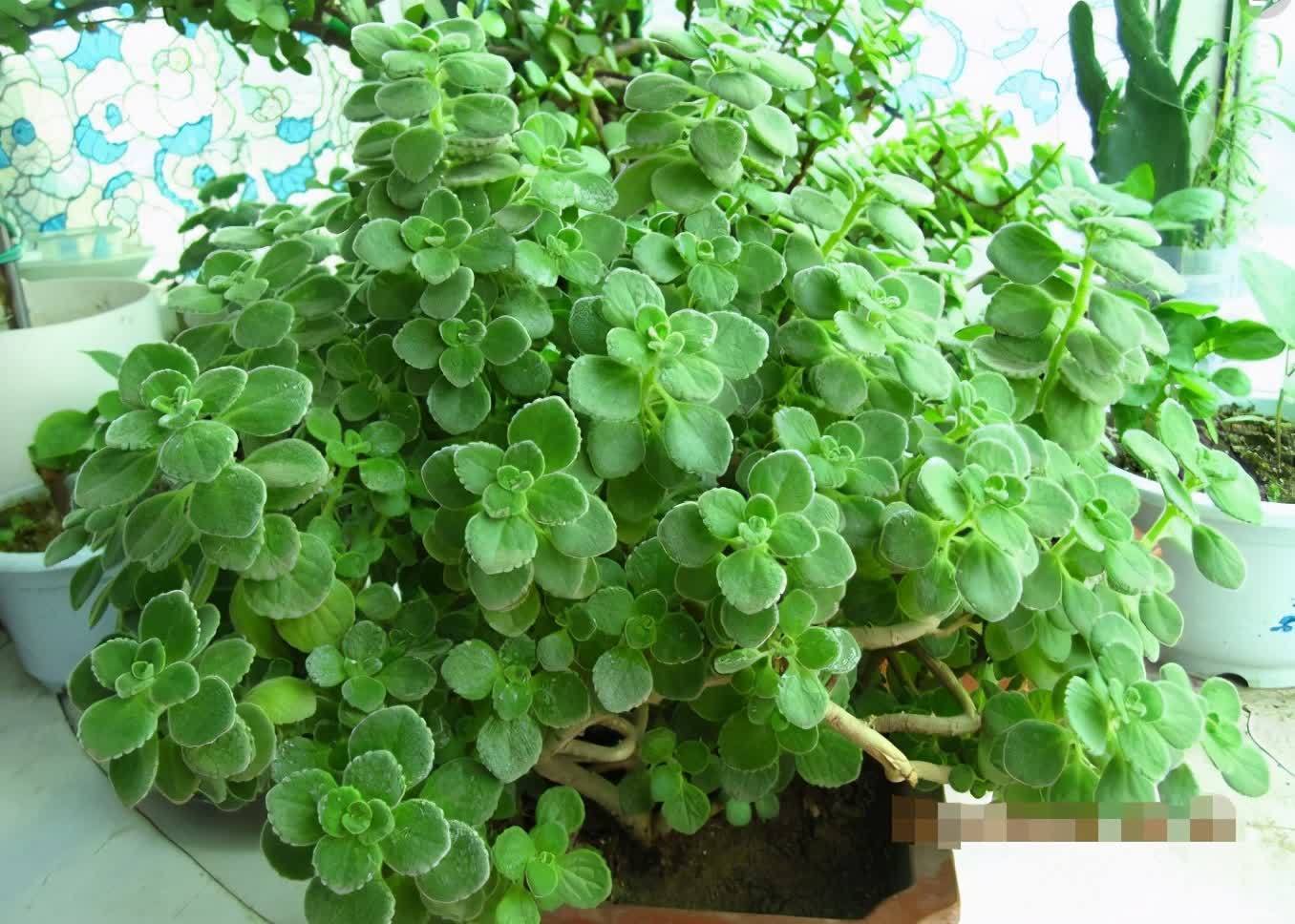 自带“体香”的盆栽,家里养一盆,四处清香,好吃又好养