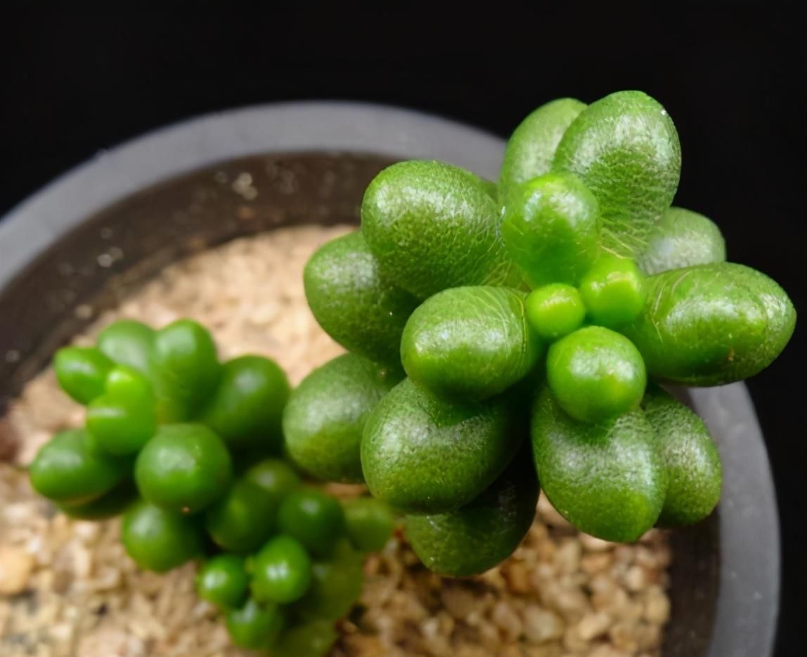 叶子|4种多肉植物不能暴晒，否则晒一盆死一盆