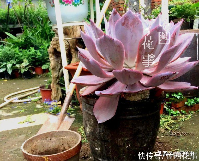 多肉植物|大神用水缸养多肉，两年养出“巨无霸”晚霞，肉友：比人脸还大