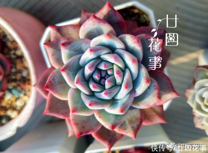 立春过后养多肉，注意5个方面，做好8个字，鲜肉肥美满阳台