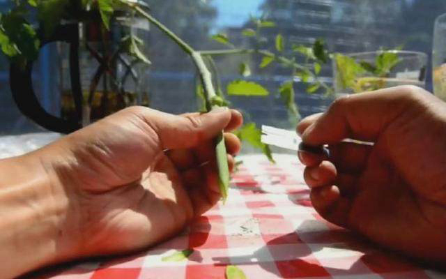 土豆嫁接西红柿，花盆长满土豆，枝上挂满西红柿，换着吃，特新鲜