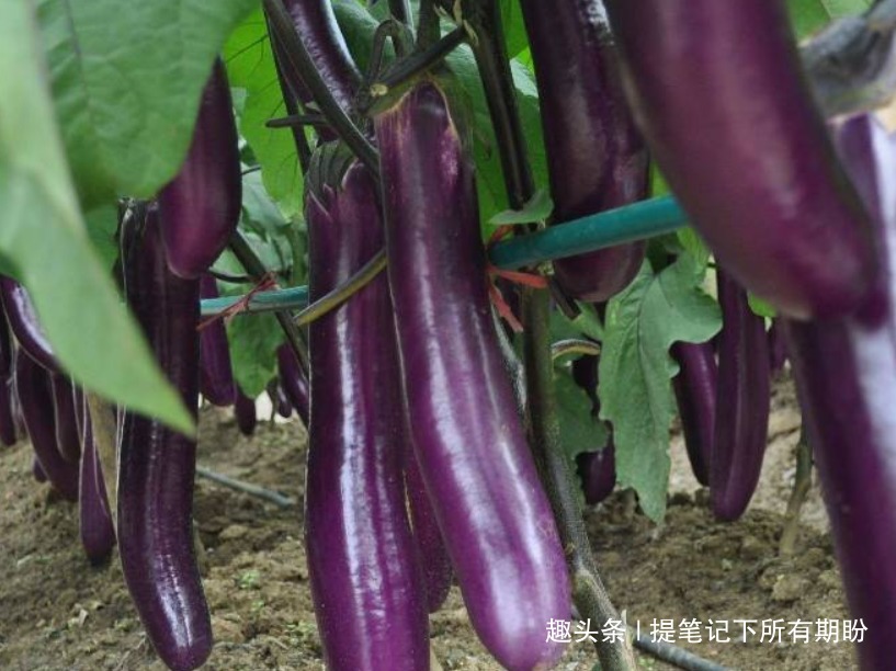 美容养颜|想长寿先排毒，要坚持吃以下食物，美容养颜、滋润身体！