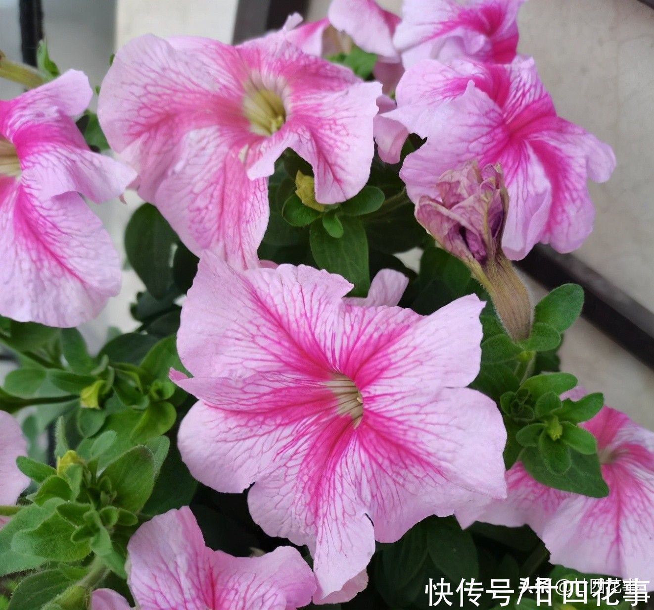 磷酸二氢钾，是养花“双刃剑”，用好了花多色艳，用不好伤害植株