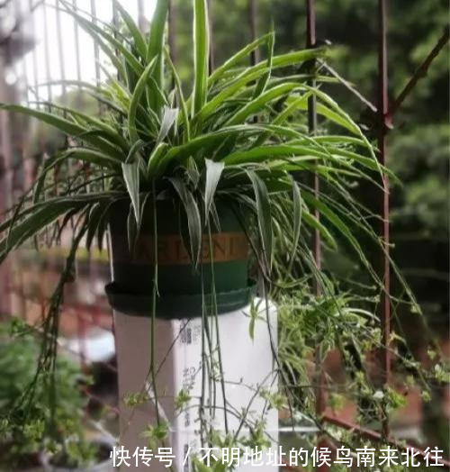 阳台变花园,8种花现在养,半个月就爆满阳台,长的飞快花也多