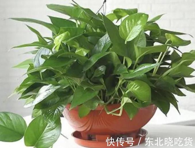 书房适合养这些精致盆栽,喜阴又好养,寓意好观赏价值高