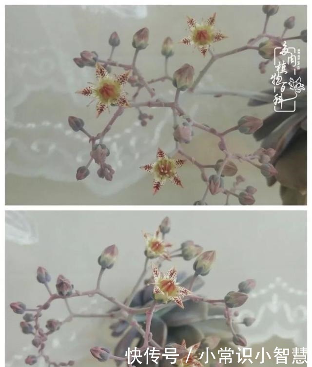 欧紫|我是多肉飘窗党，我来晚了！我是多肉飘窗党，我来晚了！