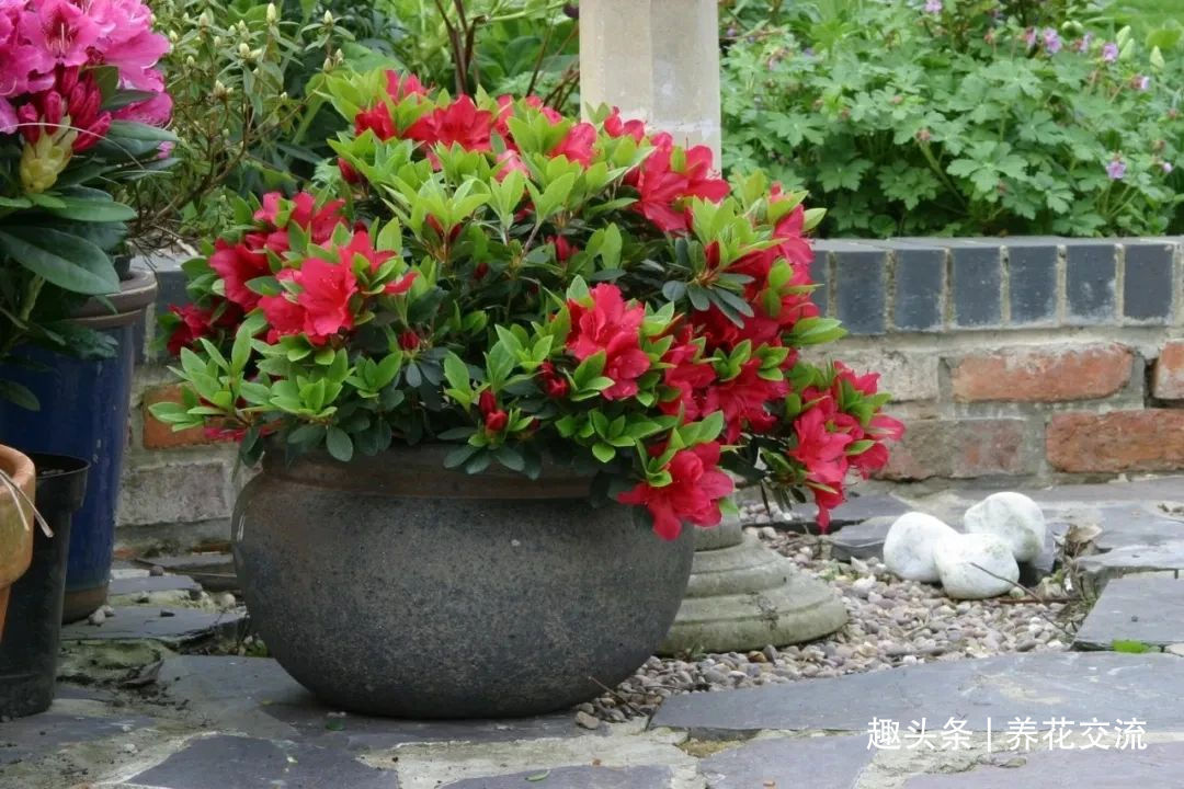 杜鹃花买回来掉花苞、掉叶子,很快变光杆,我总结几个养护的经验