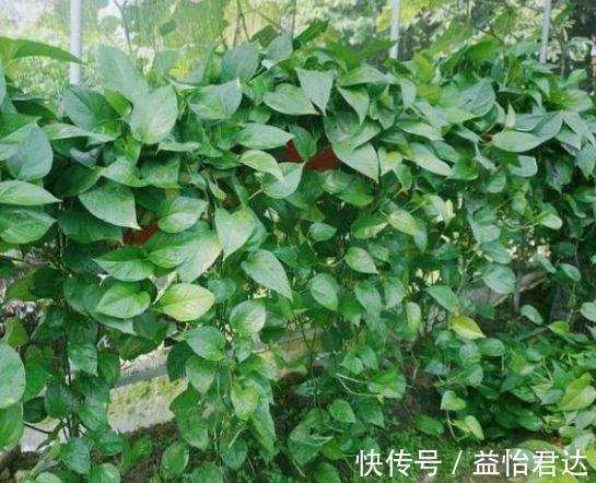 甲醛|4种花养家里,空气1级棒,吸甲醛、杀病菌,旺财又旺运!