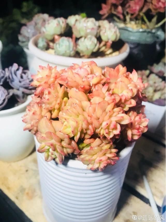 一入肉坑深似海，越养越上瘾