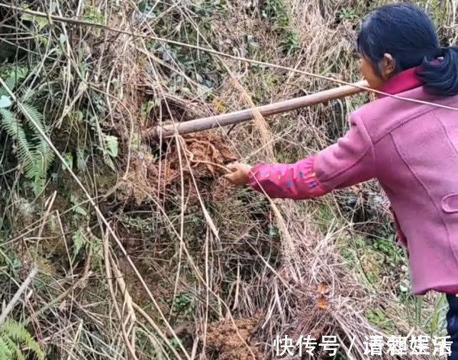 草根|乡下山坡下一种草根,用来炖猪肉专治牙痛,效果比吃药还好
