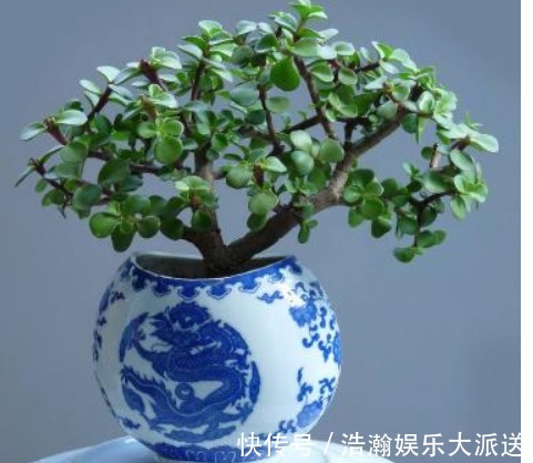 扦插|买盆景太贵此2种花插一根枝就能活，1年成老桩，越养越“值钱”