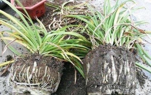 家里有这2花要忙起来,开春必须换盆换土,给它们的大白根好营养!