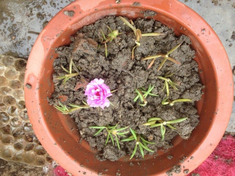 “传说中”养不死的花!一根枝条插土里,“小苗”蹭蹭往上长!