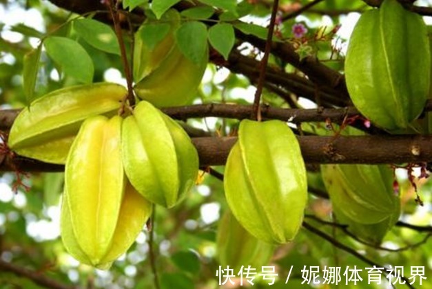 树势|杨桃保护肝脏、降低血糖，农民掌握种植要点，收获吃不完的杨桃