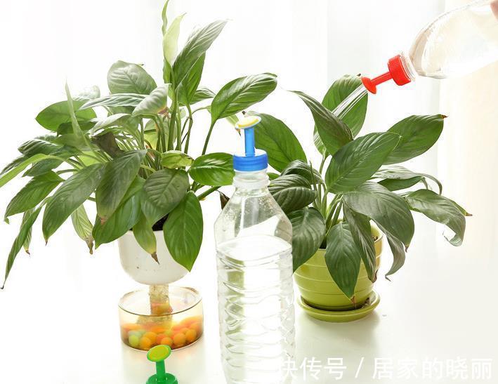 浇花|养花浇水总结：水质、水温、水量，全是不可忽略的关键要素