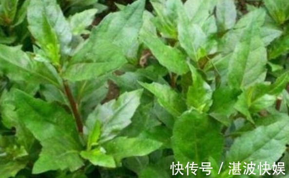 野草|被人称为“长寿草”的野草,食用可排出体内垃圾,强健身体
