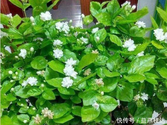 修剪|养花就养它,漂亮好养花期长,阳台摆一盆清香四溢,睡眠好