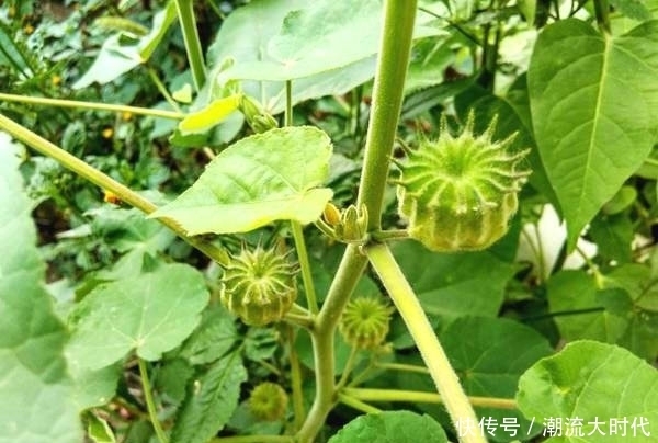 农民叫“磨盘草”,全身都是“宝”,还能用来榨油,100元一斤