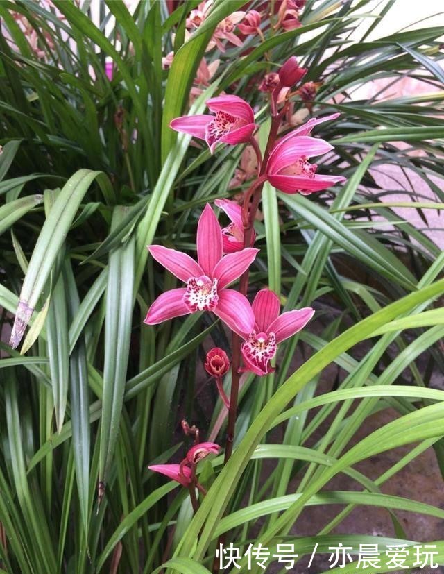 收藏|5大兰花的养护“技巧”,简单易学,抓紧收藏!