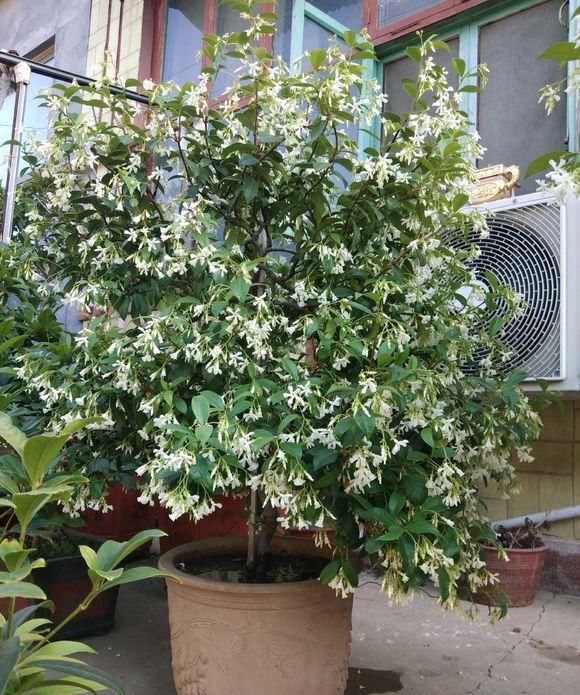 此花“天下第一香”,一年花开288天,比桂花香10倍,比绿萝好养