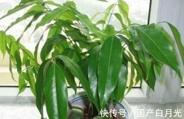 元宝树|农历8月初9白露后，养什么植株？以下3种植株，财源广进富贵吉祥