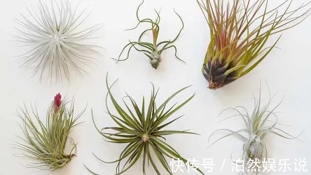 5种客厅“懒人花”,耐阴又耐旱,天天不管它,挤出满盆大笋芽