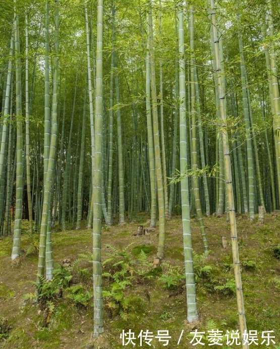 农村院子里不适合种的5种树,你家种了吗