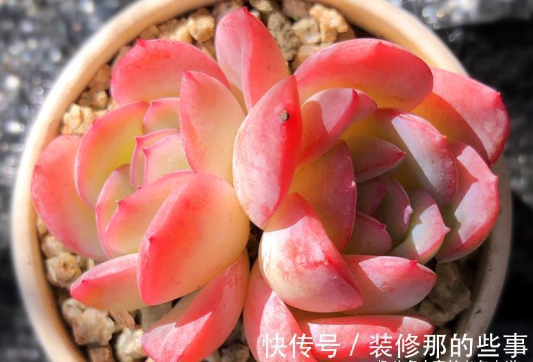 多肉莎莎女王——别人家的莎莎是女王,为啥你家的莎莎却像丫鬟?