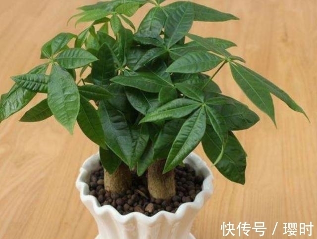 橘子皮养花妙招分享,除了这3种用法外,你还晓得哪些?