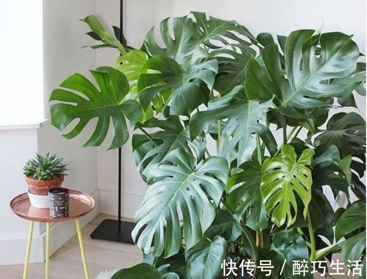 聪明人都养4种花，净化空气，帮助睡眠，适应性很强
