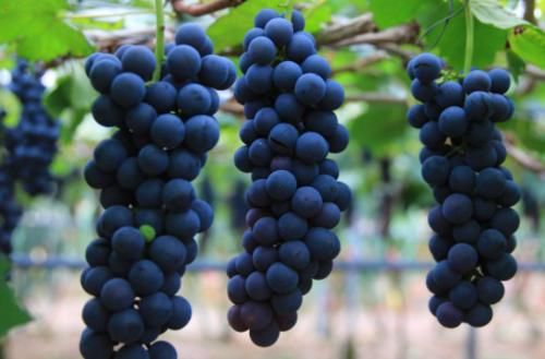 高血脂|血脂高能吃葡萄吗？提醒：不想血脂越来越高，5种水果应少吃