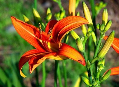 此花号称“中国的母亲花”，沾土活，见光旺，好养易活、花期长