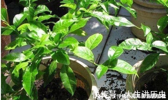 花盆|室内养花,有6个“禁忌”,犯1个也活不久,看你中了几个!