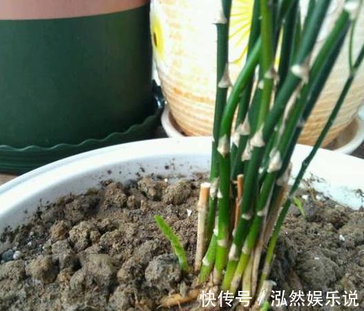 爆盆|绿萝文竹吊兰栀子花发黄枯死，气的剪成光头，一个月后居然爆盆了