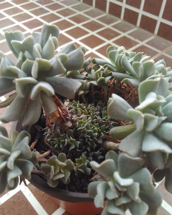 超爱爆小崽的5种多肉,种盆里长的密密麻麻,都装不下了!