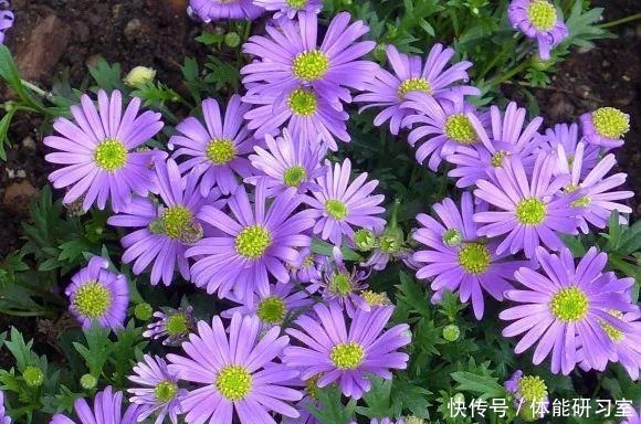 秋天的院子,养点喜欢的花,乐得自在!