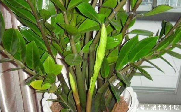 种花|秋天养此3种花,只需要浇点水,越来越旺,长疯了!