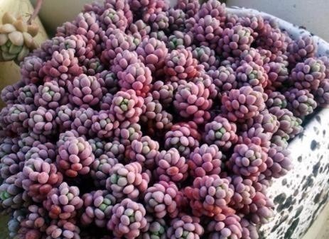 4种多肉是“美人”，虽然是普货，但是好养活，老桩出状态更美！