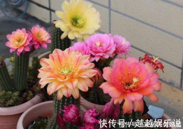 仙人球|4种漂亮花,好打理,易爆盆,盆盆开成大花球,太漂亮了!