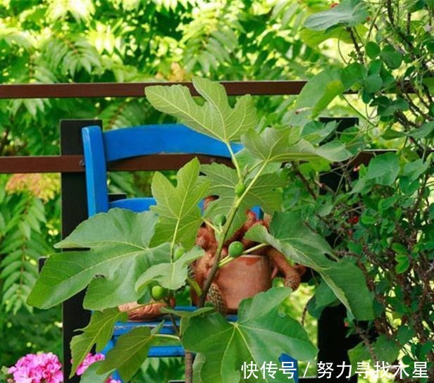 多种树木都想富！「三种树」随手掰一枝，插土生根，来年可以结果