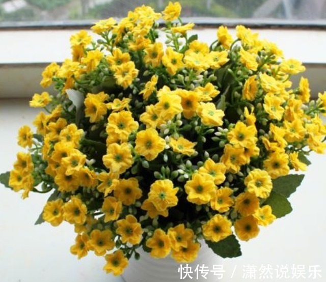 此花,芳香胜“香水”,花苞似“金珠”,家养一盆,四季闻香赏花
