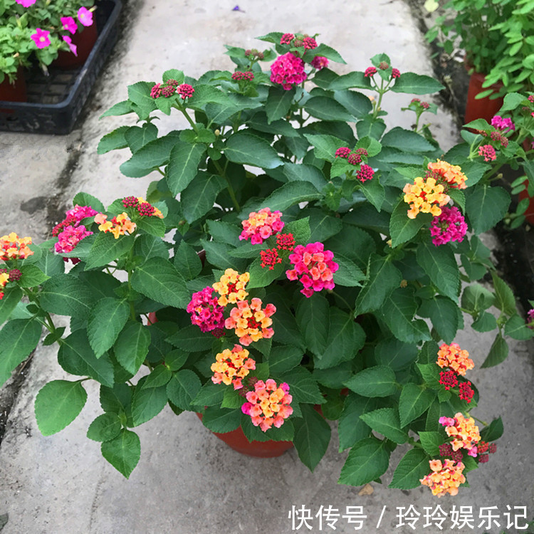 4种花放卧室,会令身体越来越差,你家若有,抓紧搬走!