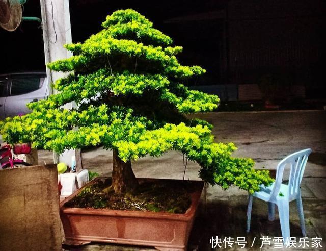 养花|养花高手养护罗汉松有”绝招“，叶子“油绿”不在变黄。